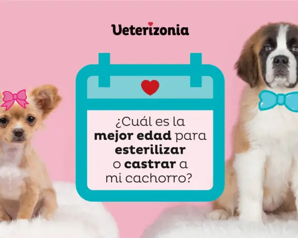 Un chihuahua con lazo rosa y un San Bernardo con pajarita azul preguntan: ¿cuál es la mejor edad para esterilizar o castrar a mi cachorro?