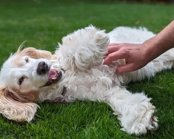 Un perro blanco y esponjoso se revuelca feliz en la hierba mientras una mano le hace cosquillas en la barriga. ¡Los perros tienen cosquillas y este lo demuestra!