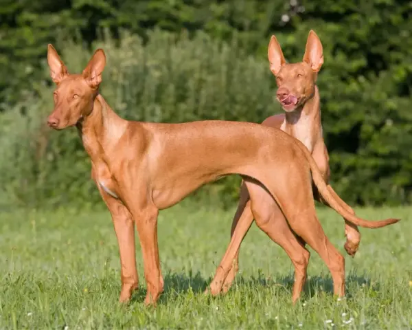 Dos perros de tipos de podenco, de pelaje rojizo y orejas grandes, posan en un prado verde.