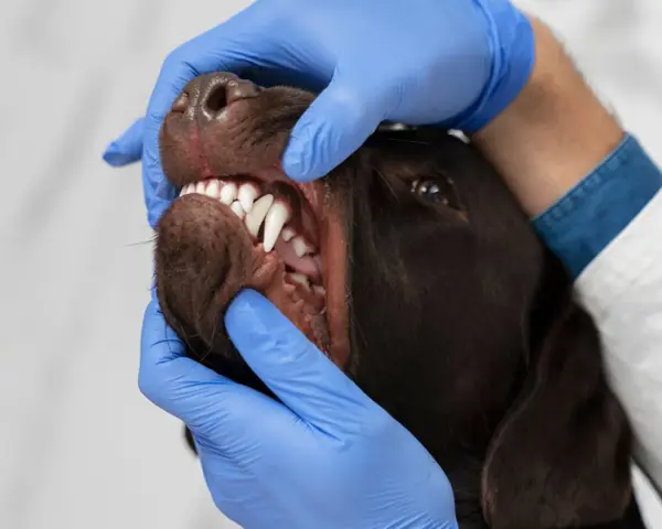 Un veterinario examina la boca de un perro, mostrando sus dientes blancos y afilados. Los perros tienen dientes de leche, que luego son reemplazados por los permanentes.