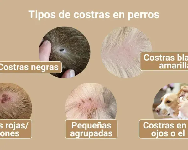 Ilustración muestra varios tipos de costras en perros, como negras, blancas/amarillas, rojas/marrones, pequeñas agrupadas y en orejas, ojos o lomo, indicando posibles síntomas de sarna.