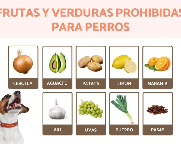 Lista de que frutas no pueden comer los perros: cebolla, aguacate, patata, limón, naranja, ajo, uvas, puerro y pasas.