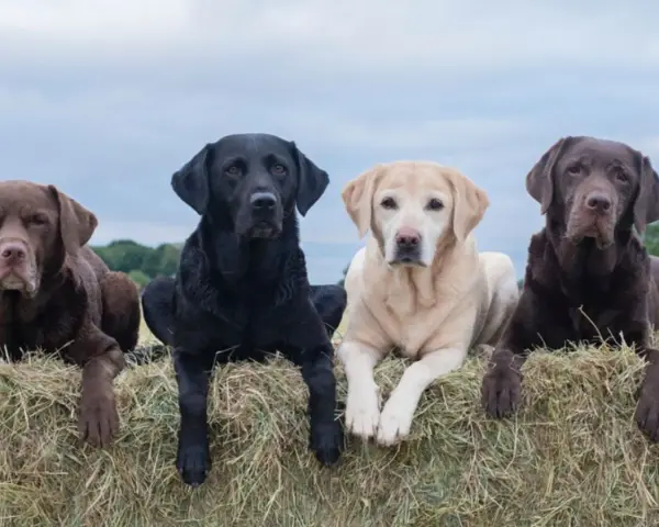 Cuatro labradores americanos, dos marrones, uno negro y uno rubio, descansan sobre fardos de heno bajo un cielo nublado.