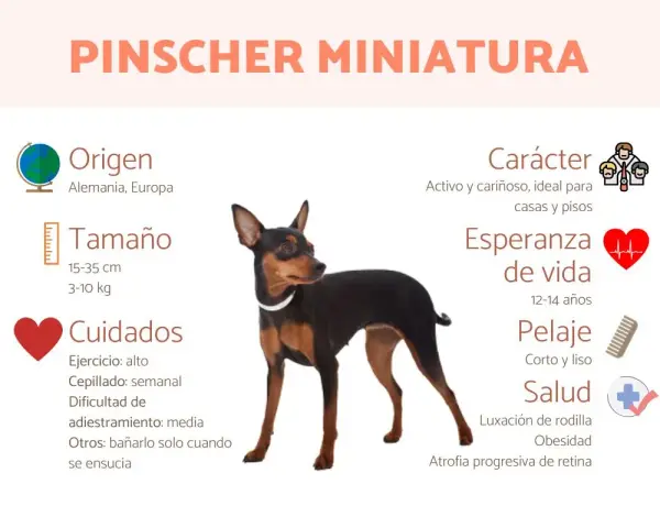 Un pinscher miniatura, activo y cariñoso, de origen alemán. Ideal para pisos, con pelaje corto y liso.