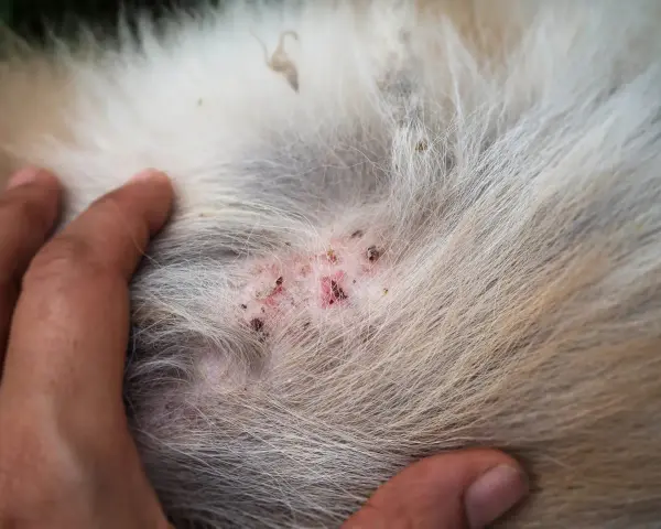 Piel irritada y enrojecida en un perro, mostrando los primeros signos de sarna en perros como empieza.