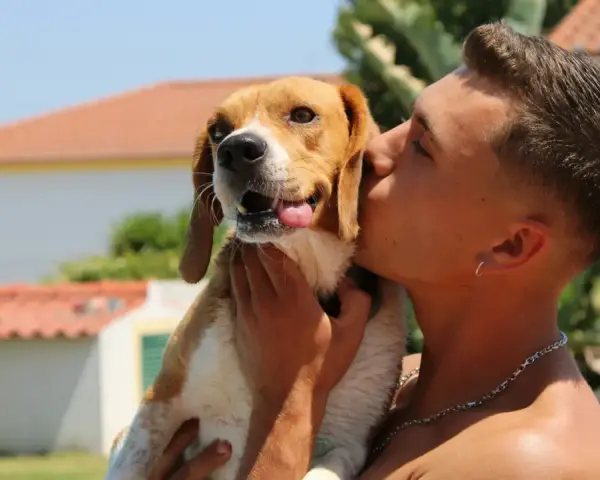 Un joven da un tierno beso a su perro beagle. ¡A los perros les gustan los besos!