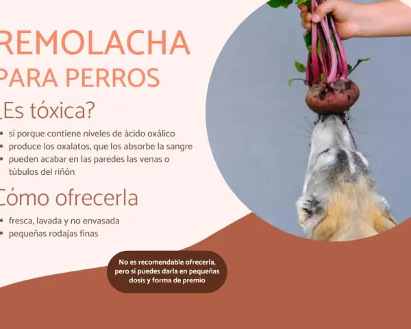 Un perro curioso intenta morder una remolacha fresca. Los perros pueden comer remolacha, pero con moderación.