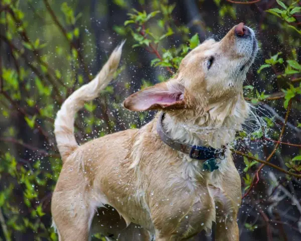 Un perro mojado se sacude vigorosamente, salpicando agua por todas partes. Es un momento divertido que explica porque se sacuden los perros.