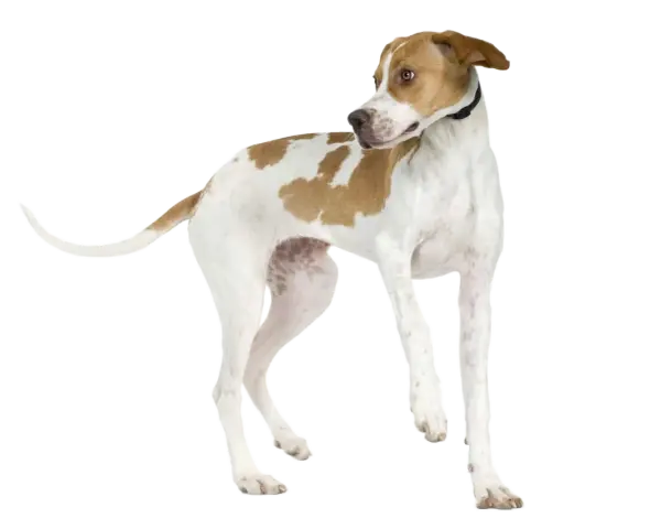 Un elegante pointer inglés, con manchas marrones sobre blanco, mira atentamente a un lado.