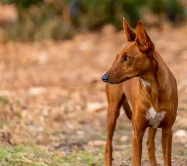 Un podenco maneto de pelaje rojizo, con orejas puntiagudas y atentas, mira hacia la derecha en un campo seco.