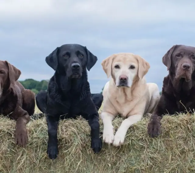 Cuatro labradores americanos, dos marrones, uno negro y uno rubio, descansan sobre fardos de heno bajo un cielo nublado.