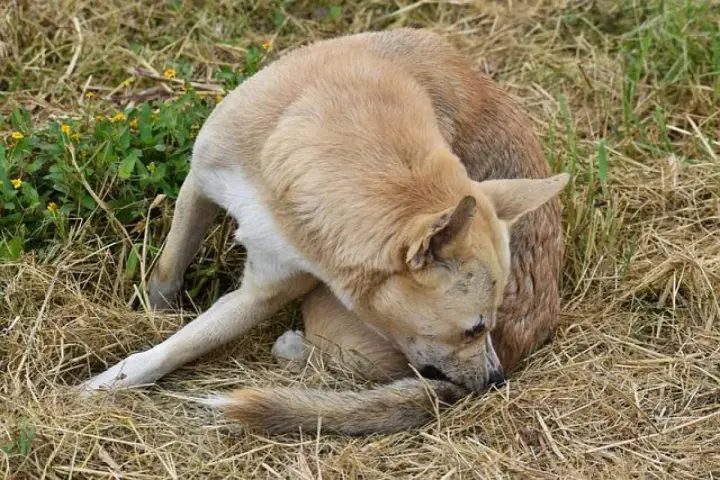 Perro de pelaje claro se rasca la cola, quizás por culpa de las pulgas en perros.