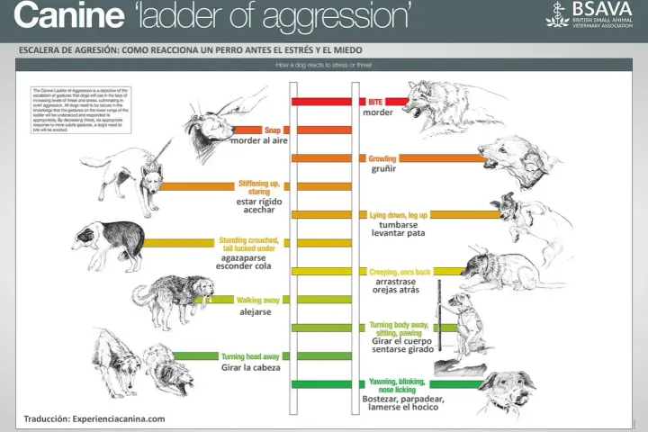 Ilustraciones de perros mostrando señales de calma y escalada de agresión, desde bostezos hasta mordiscos.