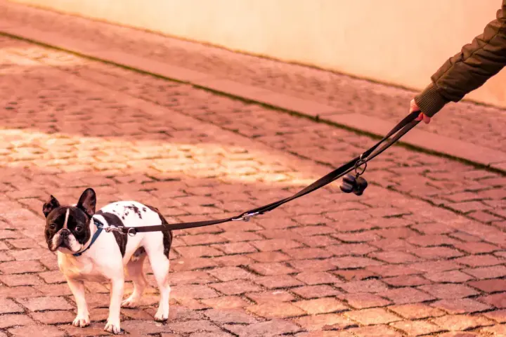 Un bulldog francés, con manchas negras y blancas, mira con desconfianza mientras mi perro no quiere salir a la calle.