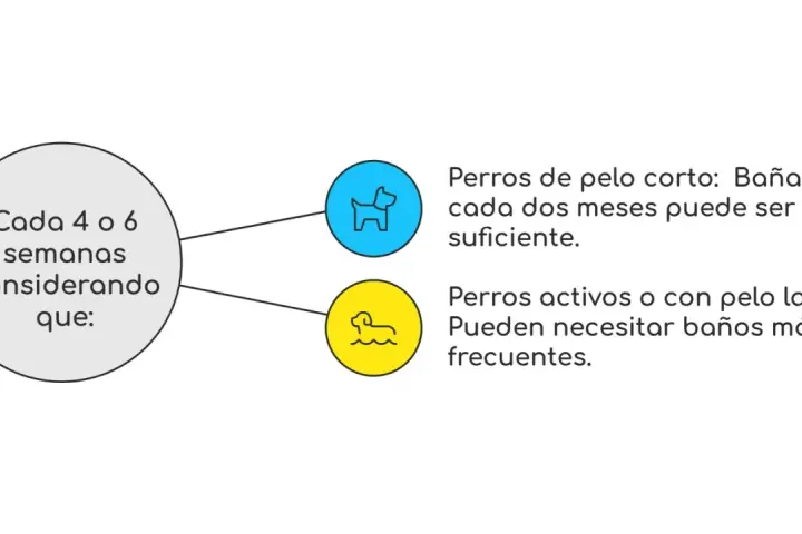 Guía sobre cada cuanto se lava un perro: pelo corto cada dos meses, pelo largo o activos, más seguido.