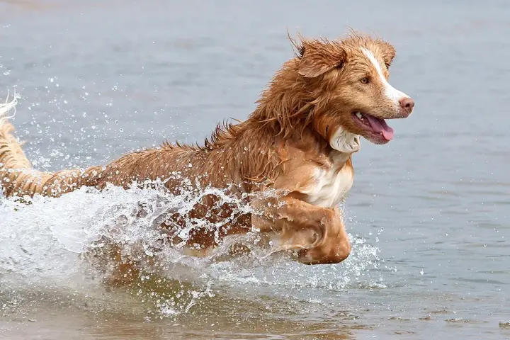 Un alegre retriever de nueva escocia salta a través del agua, creando una gran salpicadura.
