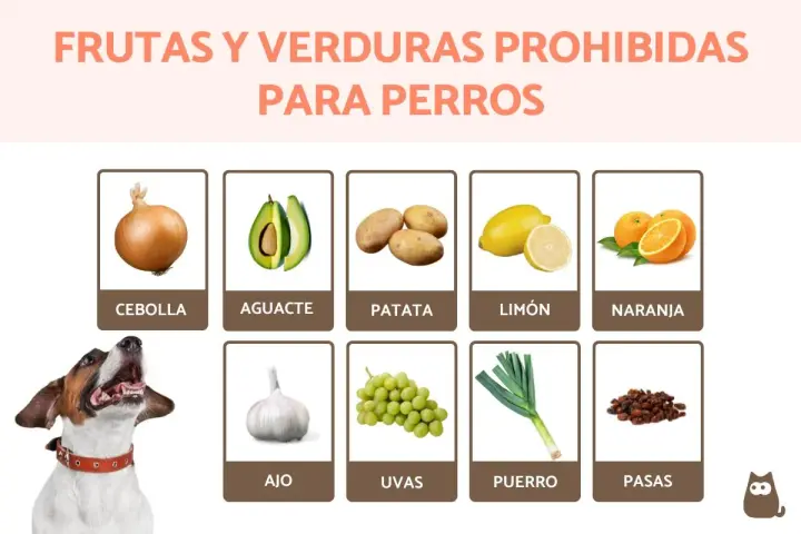 Lista de que frutas no pueden comer los perros: cebolla, aguacate, patata, limón, naranja, ajo, uvas, puerro y pasas.