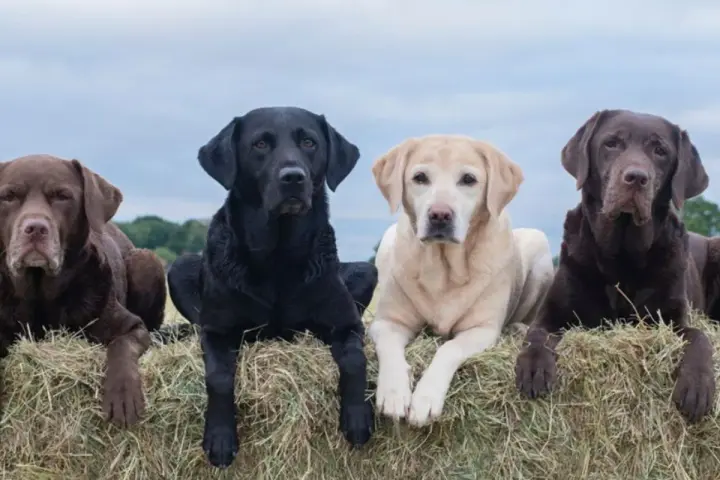 Cuatro labradores americanos, dos marrones, uno negro y uno rubio, descansan sobre fardos de heno bajo un cielo nublado.