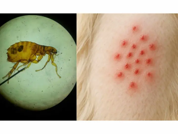 Un insecto microscópico, parecido a las pulgas, y una erupción roja en la piel de un animal.