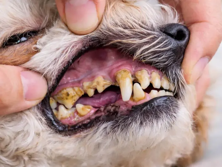 Dientes de perro con sarro visible, encías inflamadas y mal aliento. Es importante cuidar la salud bucal de tu mascota para evitar problemas.