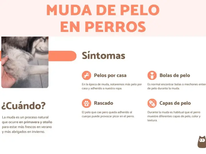 Infografía sobre cuándo mudan el pelo los perros, mostrando síntomas como pelos en casa, bolas de pelo, rascado y cambios en las capas de pelo.