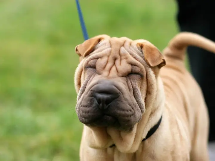 Un adorable shar pei americano con su cara arrugada y ojos cerrados, disfrutando del día al aire libre.