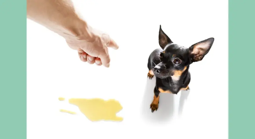 Dedo acusador y charco de orina. ¿Cómo castigar a un perro que se orina en casa?