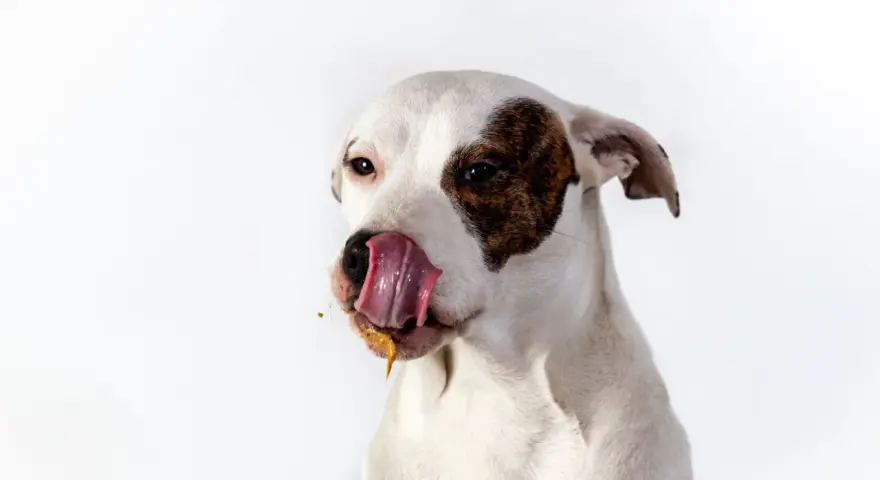 Perro blanco con manchas marrones, lamiéndose la boca con una sustancia pegajosa. ¿Por qué los perros se comen la caca? ¡Este perro parece tener una respuesta!
