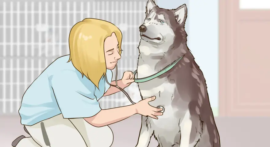 Veterinario examina a un husky con un estetoscopio. La paciencia y el cuidado son clave para ganarse la confianza de un perro.