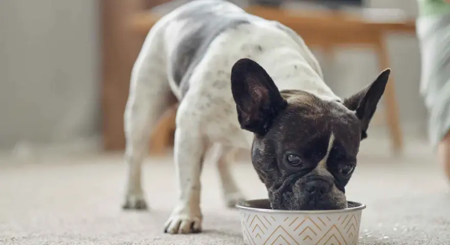 Un bulldog francés blanco y negro disfruta de su alimentación para perros en un cuenco decorado.