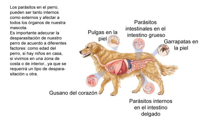 Ilustración de un perro con su sistema digestivo expuesto, mostrando parásitos internos y externos. Es crucial desparasitar cachorros y perros adultos.