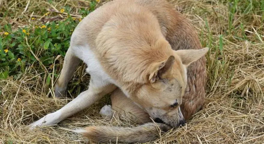 Perro de pelaje claro se rasca la cola, quizás por culpa de las pulgas en perros.