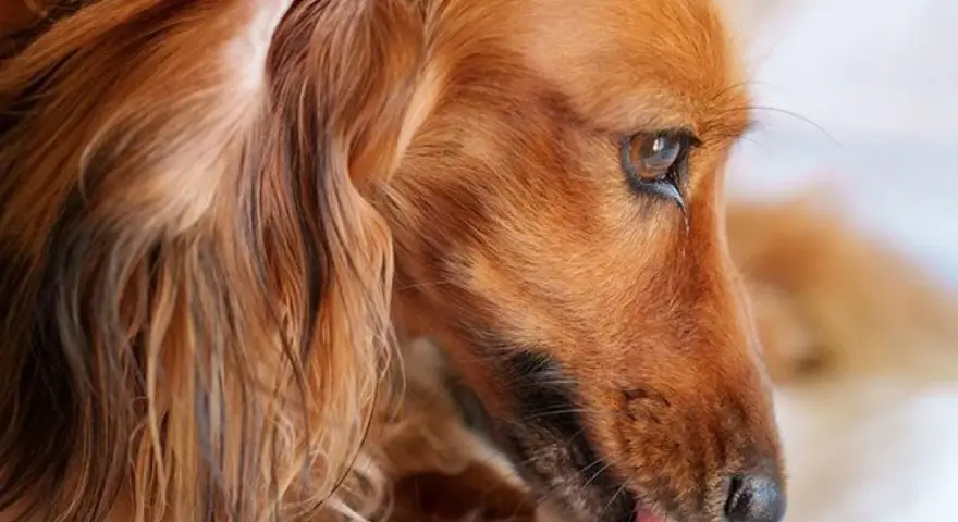 Perro de pelo largo y color canela, con una oreja caída y la lengua fuera. Parece un perro dominante, observando con atención.