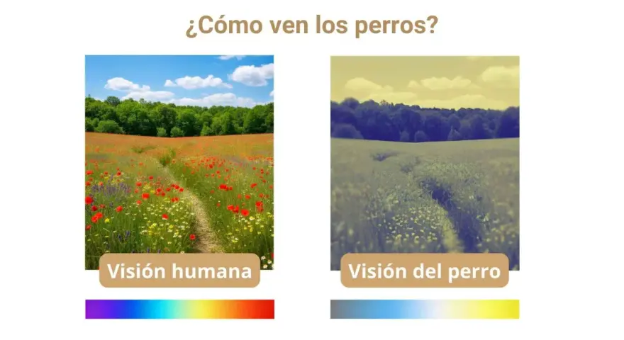 Comparación de la visión humana y canina: un campo de amapolas vibrante frente a una vista desaturada, mostrando cómo ven los perros.