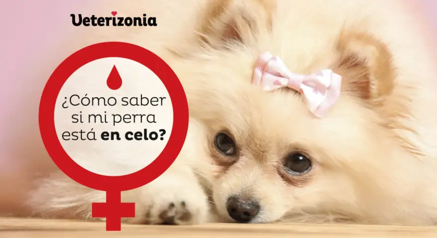 Un Pomerania con un lazo rosa en la cabeza. Un círculo rojo con un símbolo femenino y la pregunta "¿Cómo saber si mi perra está en celo?".