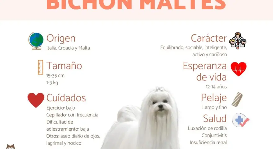 Un adorable bichón maltés de 5 meses, con su pelaje blanco y sedoso, posa para una infografía sobre la raza.