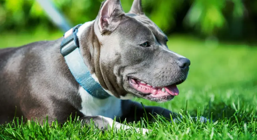 Un perro gris, con collar azul, descansa feliz en la hierba verde, disfrutando del sol.