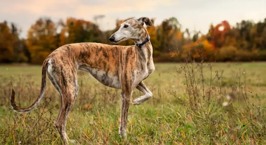 Un galgo atigrado, elegante y esbelto, posa en un campo otoñal. Este es uno de los tipos de galgos más reconocibles.