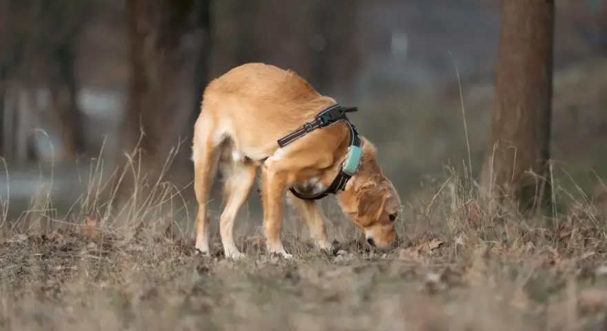 Perro de pelaje dorado olfateando el suelo, con arnés y collar. Parece que los perros machos tienen celo y está explorando el entorno.