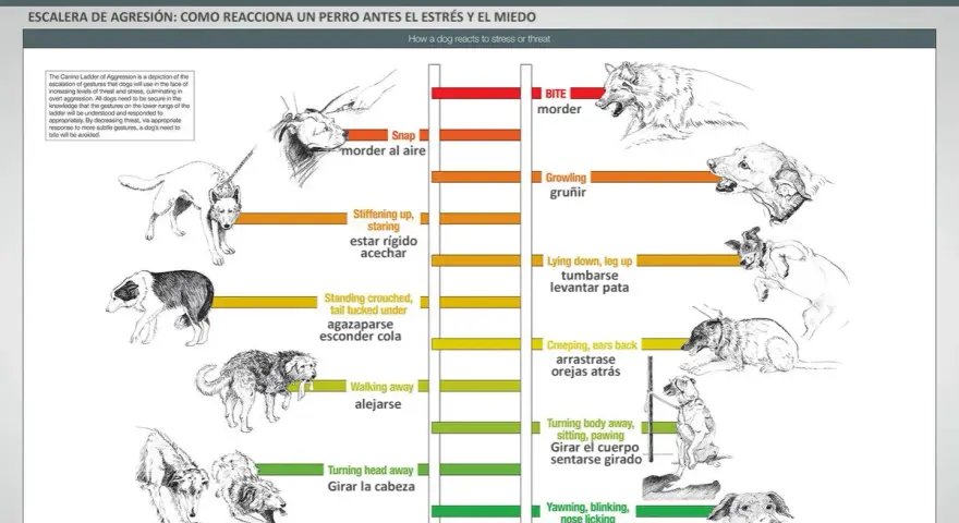 Ilustraciones de perros mostrando señales de calma y escalada de agresión, desde bostezos hasta mordiscos.