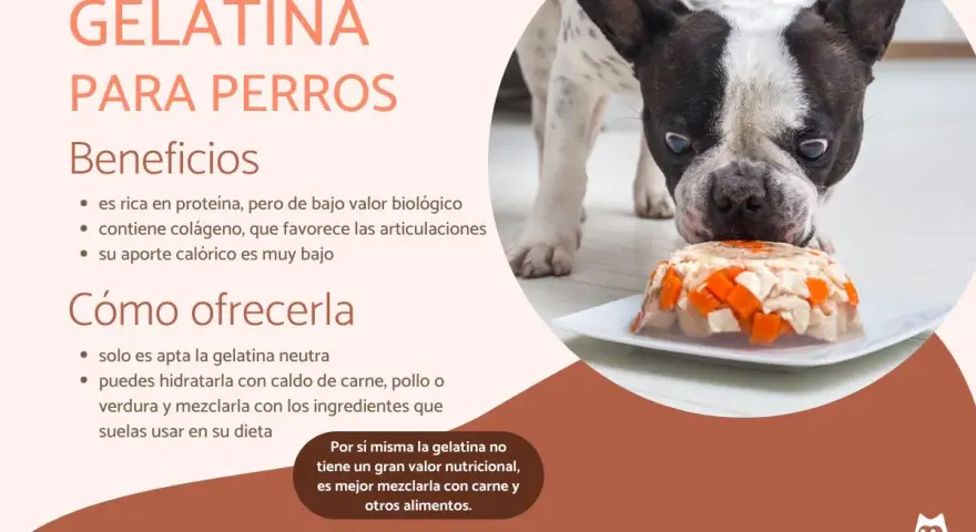 Un bulldog francés mira con curiosidad un plato de gelatina con trozos de pollo y zanahoria, demostrando que los perros pueden comer gelatina.
