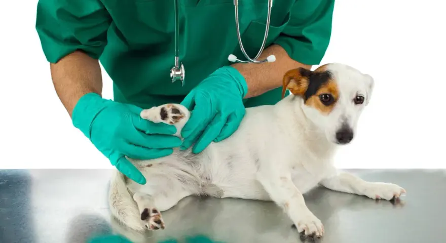 Veterinario revisa a un perro en busca de una garrapata.