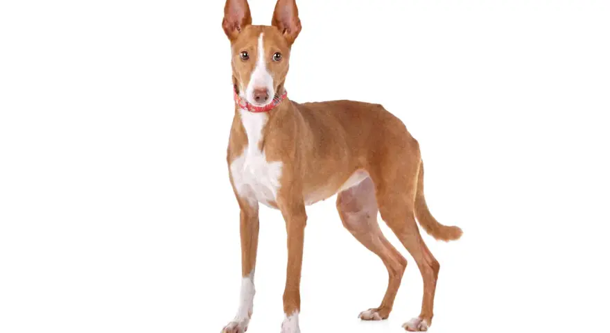 Un elegante podenco canario, con su pelaje rojizo y blanco, orejas grandes y atentas, y un collar rojo, posa con orgullo.