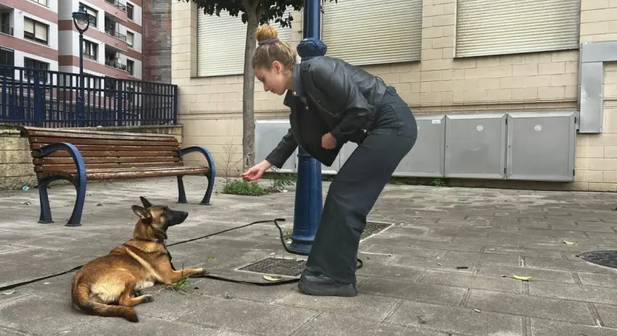 Joven adiestrador de perros entrena a su pastor belga en la calle, recompensándolo con una golosina.