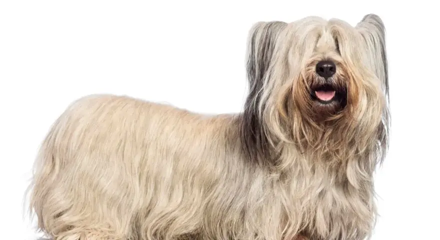Un Skye terrier con su largo y sedoso pelaje cubriendo sus ojos, parece un peluche viviente.