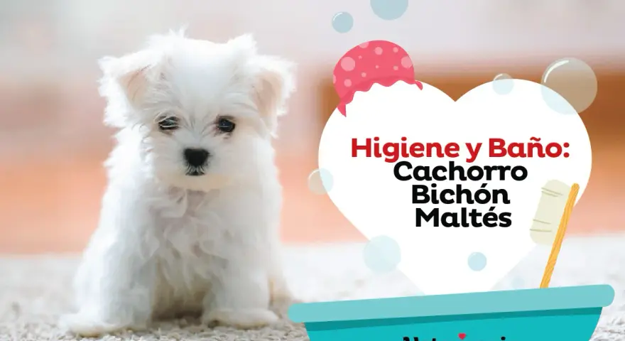 Un tierno bichón maltés listo para aprender como bañar a un bichon maltes. Higiene y baño para cachorros.