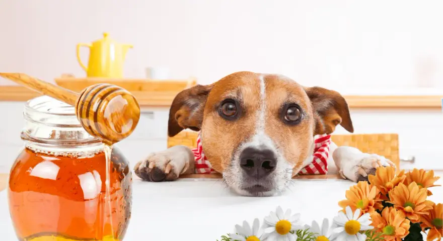 Un perro curioso mira un tarro de miel. ¿Sabías que los perros pueden comer miel? Flores adornan la escena.