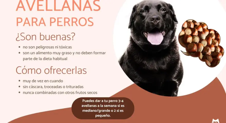 Un perro negro mira atentamente. El texto indica que los perros pueden comer avellanas, pero con moderación y sin cáscara.