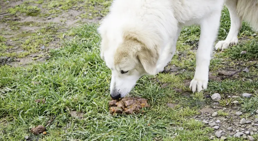 Perro blanco olfateando heces. Buscando un tratamiento para que mi perro no se coma sus heces.