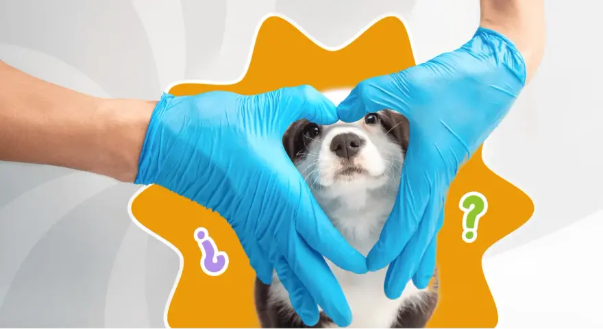 Manos con guantes azules forman un corazón alrededor de un cachorro, simbolizando los cuidados de un cachorro de 2 meses.